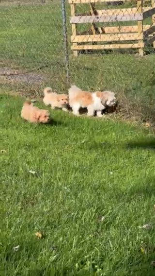 Shih Poo Puppy in Catonsville, Maryland