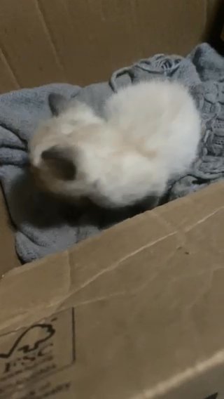 siamese kitten in Foley, Alabama