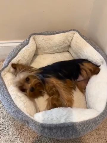 Jordan Male Yorkshire Terrier in Aiken, South Carolina
