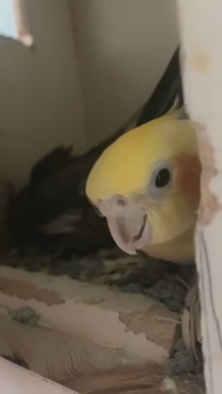 Cockatiels For Sale in St. Louis, Missouri