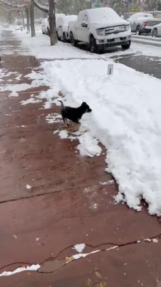 9 Week Old German Shepherd in Denver, Colorado