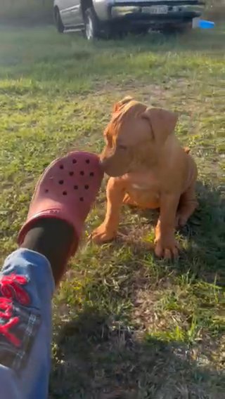 Red Nose XL Bullies in Hattiesburg, Mississippi