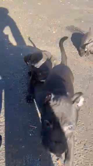 Staffy/bully Puppies in Wallingford, Connecticut