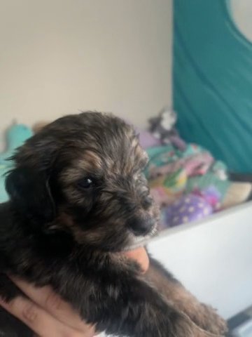 Puppy # 8 Green in San Dimas, California