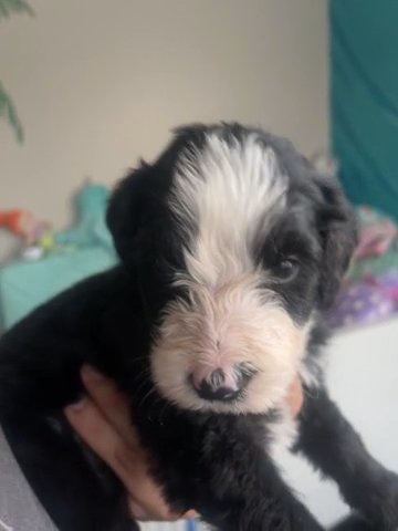 Puppy # 10 Pink in San Dimas, California