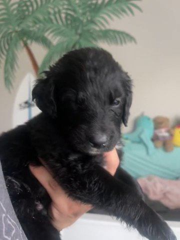 Puppy #11 Light Blue in San Dimas, California