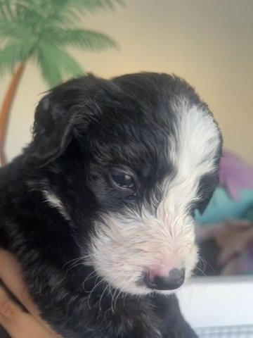 Puppy #1 - Black in San Dimas, California