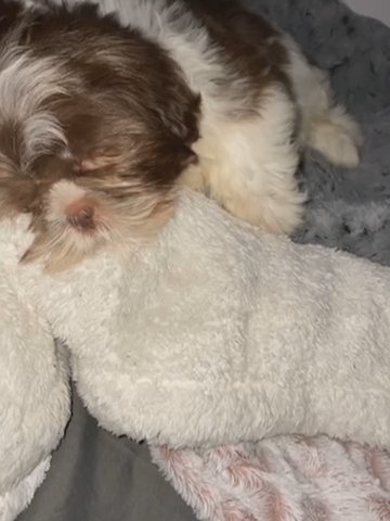 Female shih tzu 3 months in Manhattan, New York
