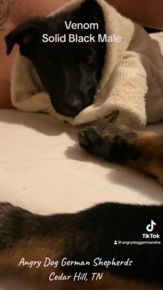 AKC Solid Black German Shepherd Puppy in Nashville, Tennessee