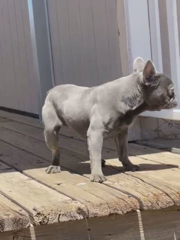 1 Year Old French Bulldog Female in Hesperia, California