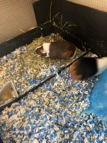 Guinea pigs in Commerce City, Colorado