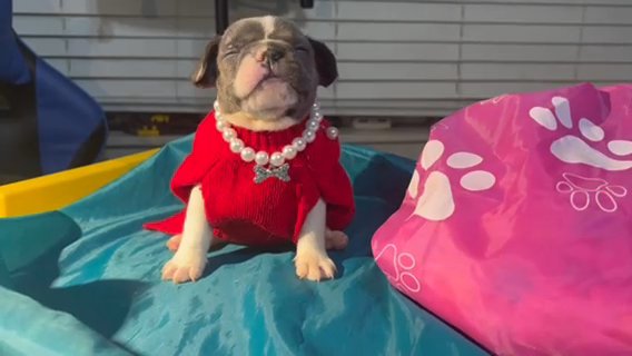 Frenchie Looking For Forever Home in Homestead, Florida