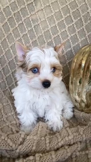 Yorkie Boys With Blue Eyes??? in West Palm Beach, Florida