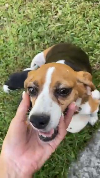 Stella in Springfield, Missouri