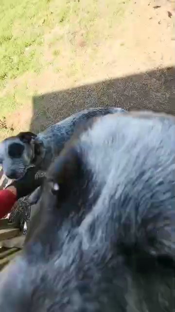 free 2 blue heelers in Alabaster, Alabama