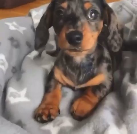 Dachshund Male Dapple in San Diego, California
