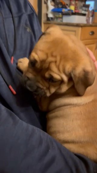 CaDeBou Puppy Boy in Northampton, Pennsylvania