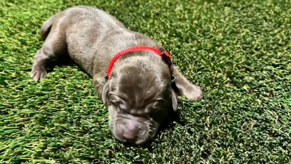 Rehoming Labrador Retriever Puppies in Carson, California