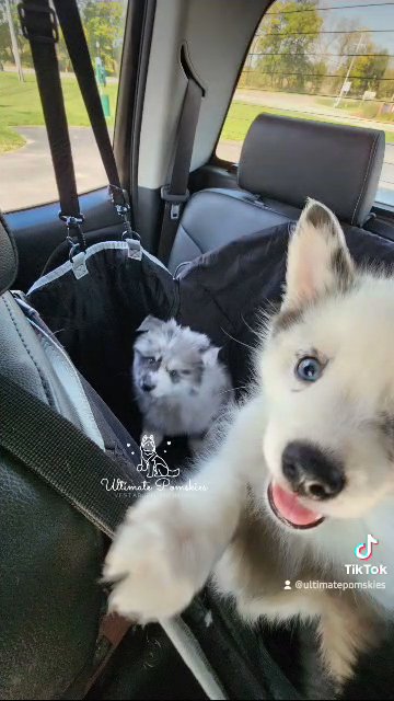 F2 Pomskies 8 weeks old in Grand Rapids, Michigan