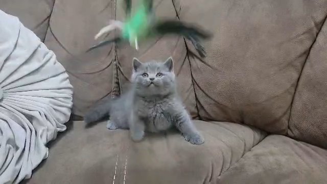 Scottish Straight male kitten in Lexington-Fayette, Kentucky