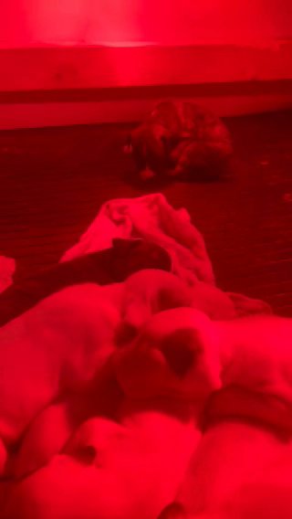 Cane Corso X Dogo Argentino Puppies in Philadelphia, Pennsylvania