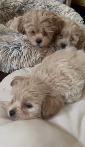 Shih Poo Puppies in Catonsville, Maryland