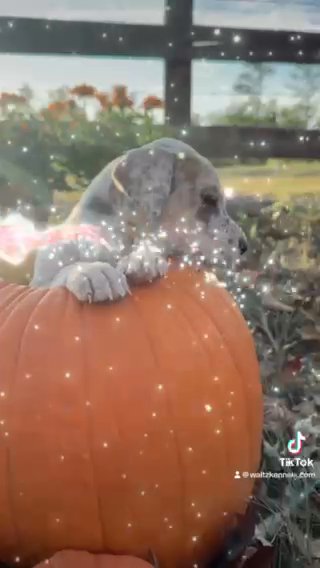 Blue Merle Male in Huntsville, Texas