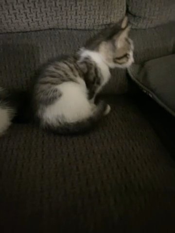 Kittens in Pasadena, Texas