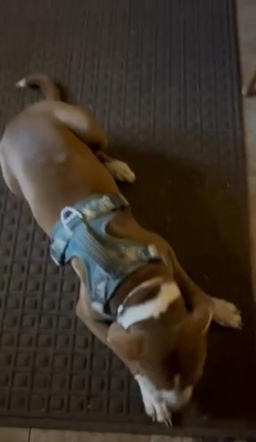 Pup Needs A Forever Home in Hopkinsville, Kentucky