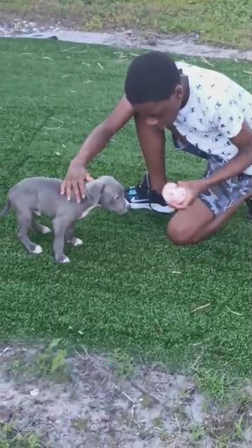 Flint: The playful pup in Oakland Park, Florida