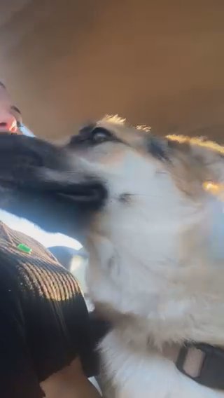German shepherd and husky mix in Tacoma, Washington