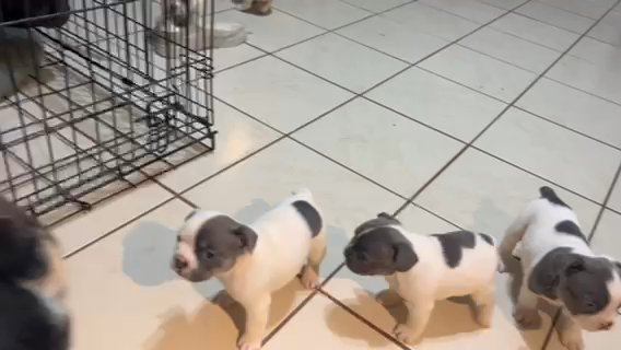 FRENCHIE PUPPIES in Homestead, Florida