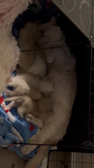 Chocolate Mink Kittens in Suffolk, Virginia
