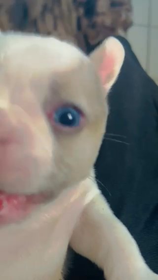 Can I Be Your Frenchie in Homestead, Florida