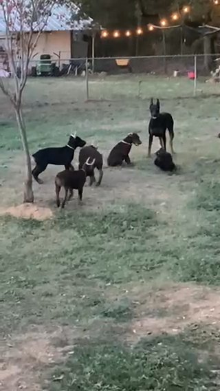 Momma Playing With Pups in Fort Worth, Texas