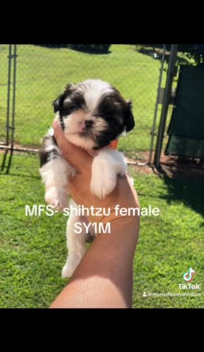 SY1F Shihtzu Female in Gainesville, Georgia