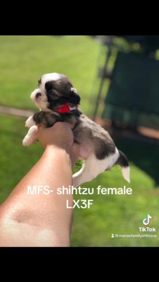 LX3F Male Shihtzu in Gainesville, Georgia
