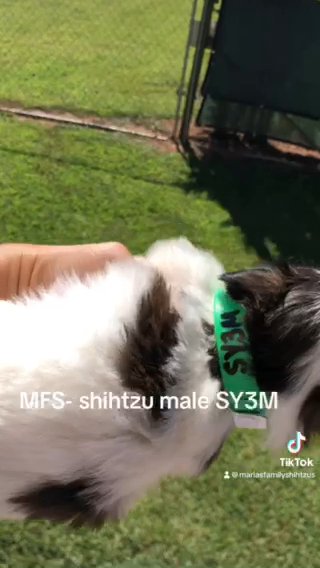 Shihtzu Male in Gainesville, Georgia