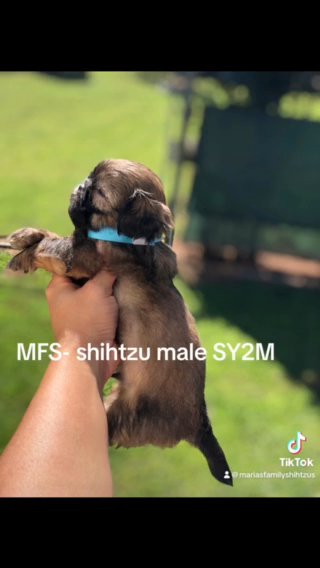 SY2M Shihtzu Male in Gainesville, Georgia