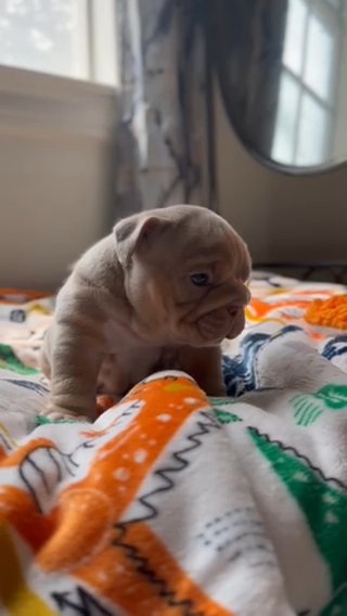 Handsome Lilac Tri baby boy in Dallas, Texas