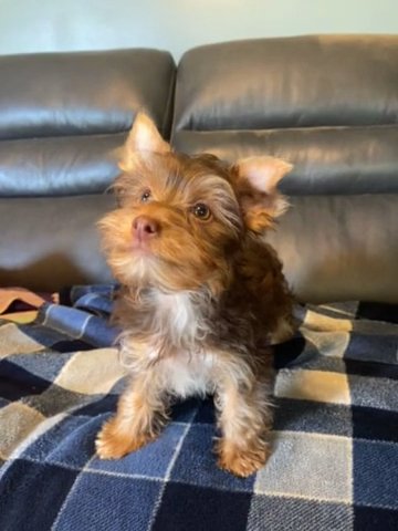 Yorkshire Terrier in Bristol, Virginia