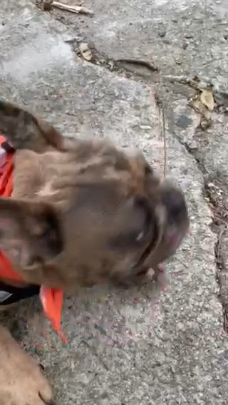 Coco Tan Merle Frenchie in Covington, Georgia