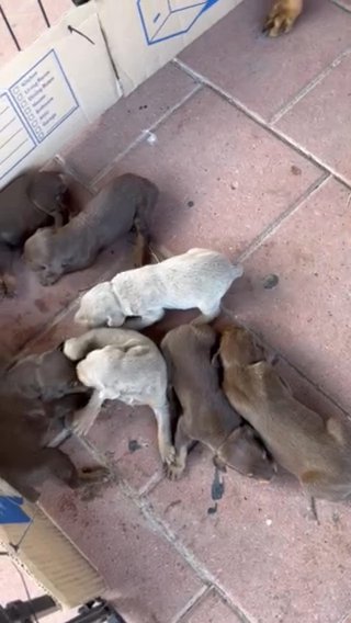 Registered Dobermans in Brownsville, Texas