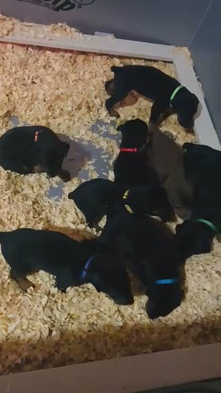 AKC Doberman Puppies For Sale in Southern Pines, North Carolina