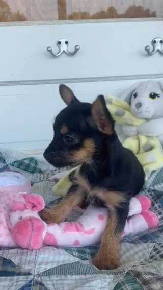 Chorkie Female in Greensboro, North Carolina