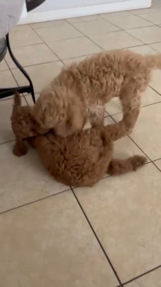 Standard poodles in Avondale, Arizona