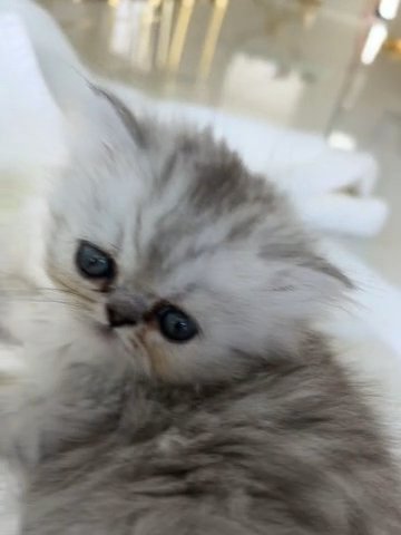 🐈‍⬛Himalayan/Chinchilla Persian Cat Mix🐈 in Lehigh Acres, Florida