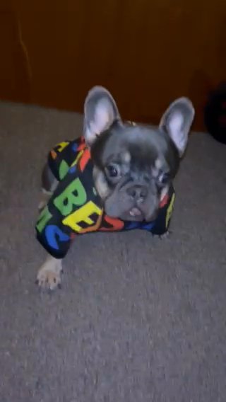 Toy Blue French Bulldog in Allentown, Pennsylvania