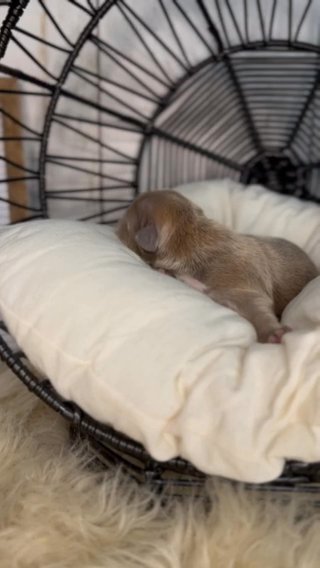 Mr. Pumpkin - Lavender Shih-Tzu in Raleigh, North Carolina