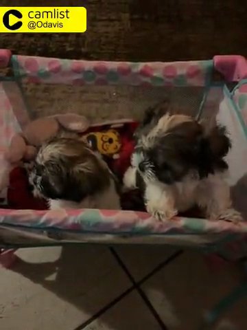Shih Tzu Puppies 500.00 in Arizona City, Arizona